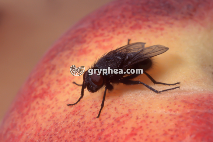 Mouche adulte - gryphea.com